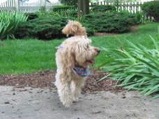 Picture of Australian Labradoodle
