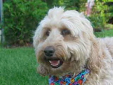 Picture of Australian Labradoodle