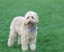 Picture of Australian Labradoodle