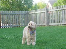 Picture of Australian Labradoodle
