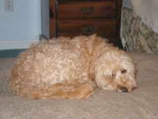 Picture of Australian Labradoodle