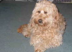 Picture of Australian Labradoodle