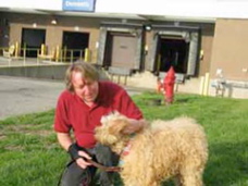 Picture of Australian Labradoodle