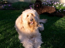 Picture of Australian Labradoodle