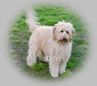 Picture of Australian Labradoodle