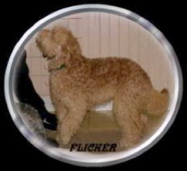 Picture of Australian Labradoodle