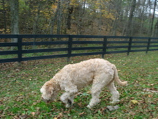 Picture of Australian Labradoodle