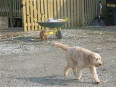 Picture of Australian Labradoodle