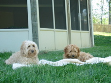 Picture of Australian Labradoodle
