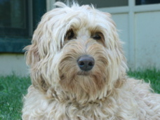 Picture of Australian Labradoodle