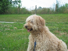 Picture of Australian Labradoodle