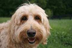 Picture of Australian Labradoodle