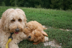 Picture of Australian Labradoodle