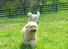 Picture of Australian Labradoodle