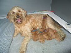Picture of Australian Labradoodle