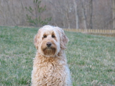 Picture of Australian Labradoodle