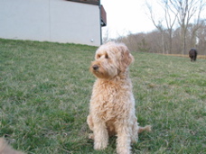 Picture of Australian Labradoodle
