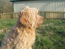 Picture of Australian Labradoodle