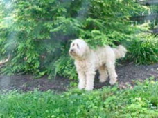 Picture of Australian Labradoodle