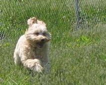 Picture of Australian Labradoodle