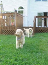 Picture of Australian Labradoodle