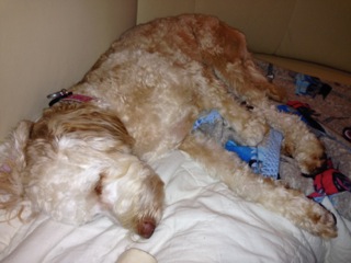 Picture of Australian Labradoodle