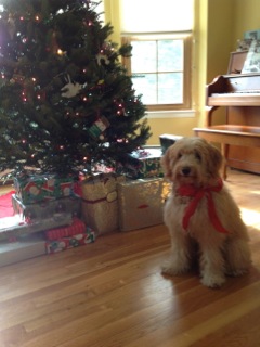 Picture of Australian Labradoodle