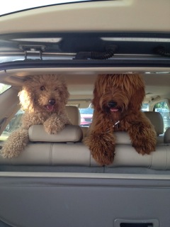 Picture of Australian Labradoodle