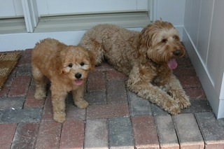 Picture of Australian Labradoodle