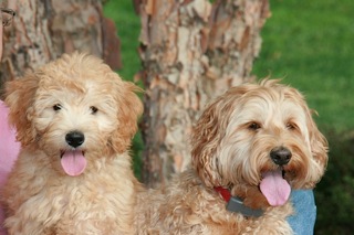 Picture of Australian Labradoodle
