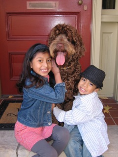 Picture of Australian Labradoodle