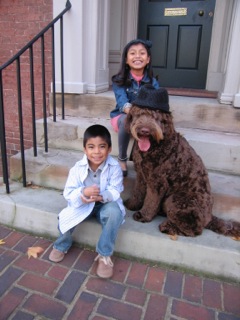 Picture of Australian Labradoodle
