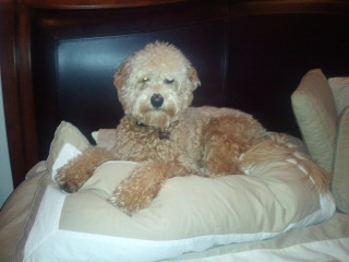 Picture of Australian Labradoodle