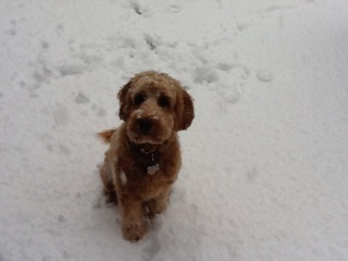Picture of Australian Labradoodle