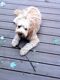 Picture of Australian Labradoodle