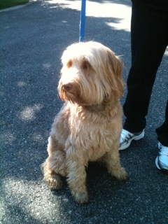 Picture of Australian Labradoodle