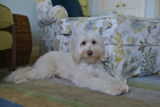 Picture of Australian Labradoodle