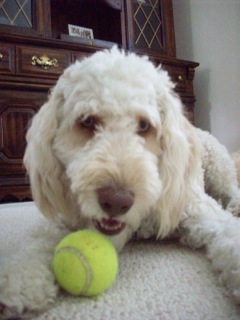 Baily<br>
 