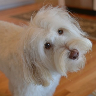 Picture of Australian Labradoodle
