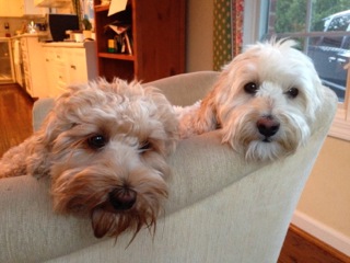 Picture of Australian Labradoodle