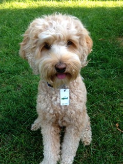 Picture of Australian Labradoodle