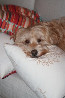 Picture of Australian Labradoodle