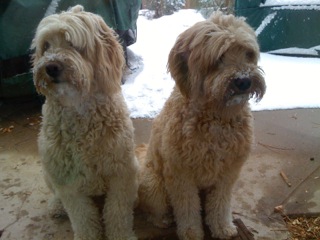 Picture of Australian Labradoodle