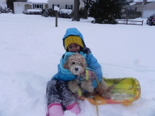 Picture of Australian Labradoodle