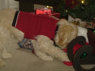 Picture of Australian Labradoodle