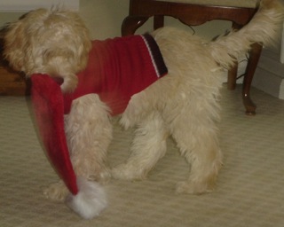 Picture of Australian Labradoodle