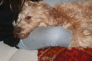 Picture of Australian Labradoodle