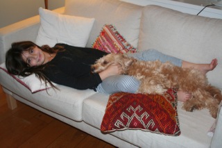 Picture of Australian Labradoodle
