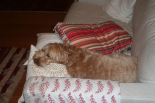 Picture of Australian Labradoodle