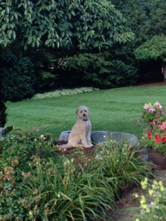 Picture of Australian Labradoodle